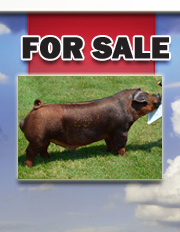For Sale