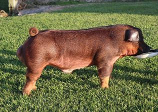 JJ Genetics Winners